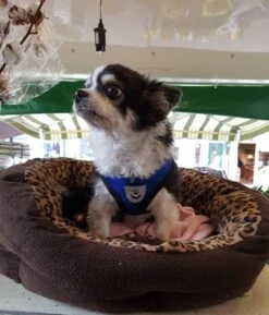 Luxyana® Hondentuigje - S - 28-32cm - Geschikt Voor Kleine Honden En Als Kattenharnas - Easy Step-in Hondentuigje Voor De Kleine Hond Of Kat - Inclusief Bijpassend Riempje - Zwart 25 Luxyana® Hondentuigje - S - 28-32cm - Geschikt Voor Kleine Honden En Als Kattenharnas - Easy Step-in Hondentuigje Voor De Kleine Hond Of Kat - Inclusief Bijpassend Riempje - Zwart -Hondenartikelen Serie Winkel 1026x1200 6