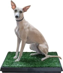 Adori Trainingsmat Gras - Hondentoilet - 50x63 Cm Multi-Color -Hondenartikelen Serie Winkel 1034x1200 2