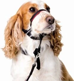 Halti OptiFit Headcollar - Hond - Anti Trekhalsband - Maat M - Voor Labrador, Boxer, Dobermann, Golden Retriever -Hondenartikelen Serie Winkel 1092x1200 2