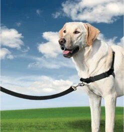 PetSafe Easy Walk® - Hondentuigje - Zwart - L - 66-91 Cm -Hondenartikelen Serie Winkel 1123x1200 3