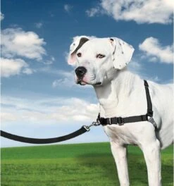 PetSafe Easy Walk® - Hondentuigje - Zwart - M - 51-71 Cm 31 PetSafe Easy Walk® - Hondentuigje - Zwart - M - 51-71 Cm -Hondenartikelen Serie Winkel 1123x1200 4