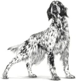 Royal Canin Anallergenic - Hondenvoer Voor Volwassen Honden Met Een Voedselintolerantie 3 Kg -Hondenartikelen Serie Winkel 1130x1200