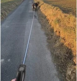 Hondenriem-Looplijn-Zwart/Grijs-8 Meter Oprol-Hond Lijn-Automatisch Rollijn 27 Hondenriem-Looplijn-Zwart/Grijs-8 Meter Oprol-Hond Lijn-Automatisch Rollijn -Hondenartikelen Serie Winkel 1144x1200 3