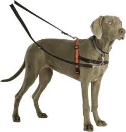 Company Of Animals Halti Trainingslijn - Large - 2 Meter - Verstelbaar - Zwart 26 Company Of Animals Halti Trainingslijn - Large - 2 Meter - Verstelbaar - Zwart -Hondenartikelen Serie Winkel 1145x1200 3