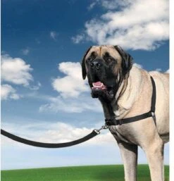 PetSafe Easy Walk® - Hondentuigje - Zwart - M - 51-71 Cm 27 PetSafe Easy Walk® - Hondentuigje - Zwart - M - 51-71 Cm -Hondenartikelen Serie Winkel 1152x1200 10