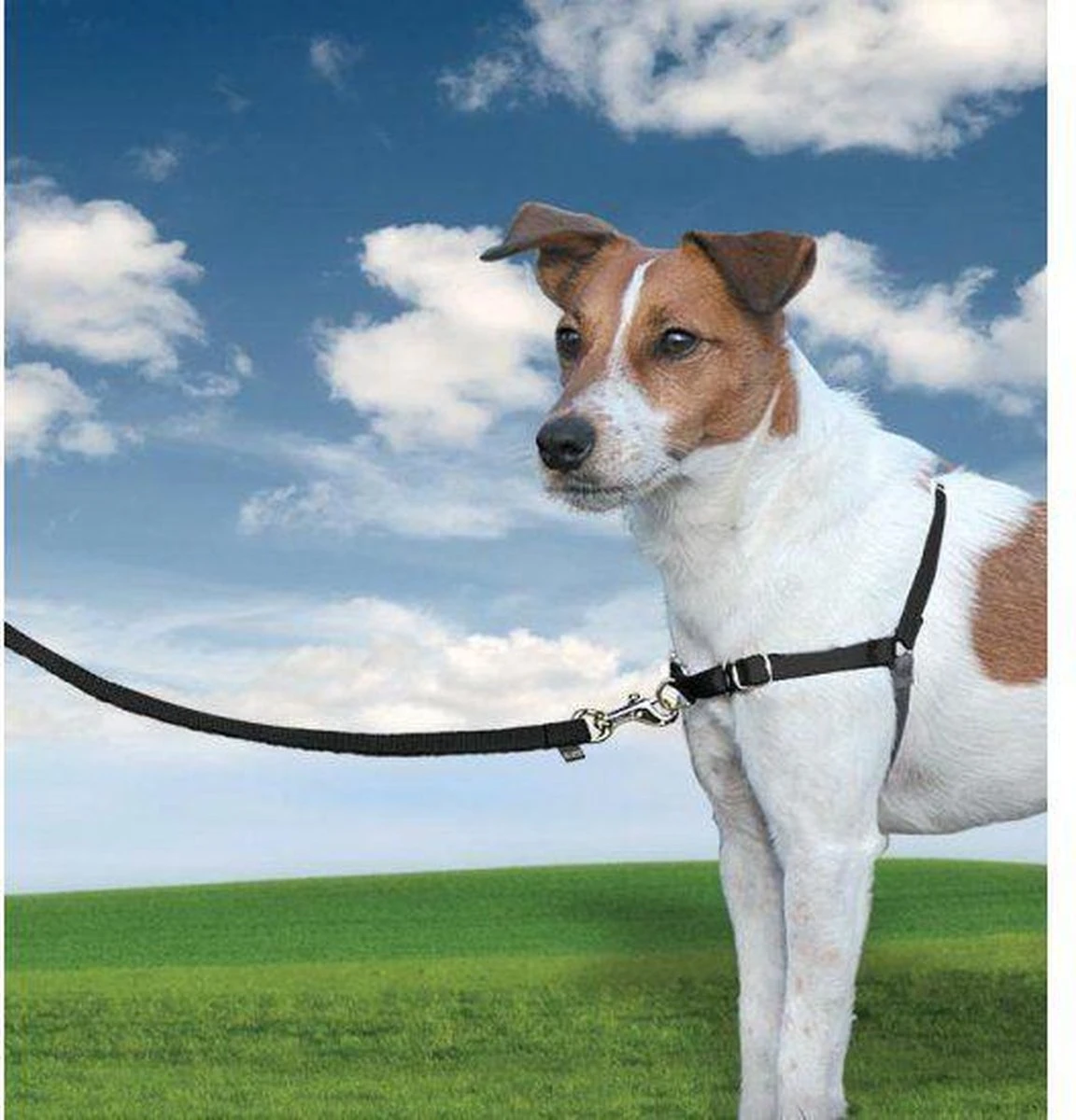 PetSafe Easy Walk® - Hondentuigje - Zwart - M - 51-71 Cm 10 PetSafe Easy Walk® - Hondentuigje - Zwart - M - 51-71 Cm - Afbeelding 8