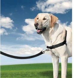 Petsafe Easy Walk® Deluxe Harness - Hondentuigje - Blauw - M - 1,8 M -Hondenartikelen Serie Winkel 1152x1200 6