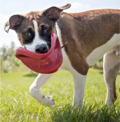 Kong Flyer Frisbee - Hondenspeelgoed - Rood - Ø25 Cm -Hondenartikelen Serie Winkel 1174x1200 17