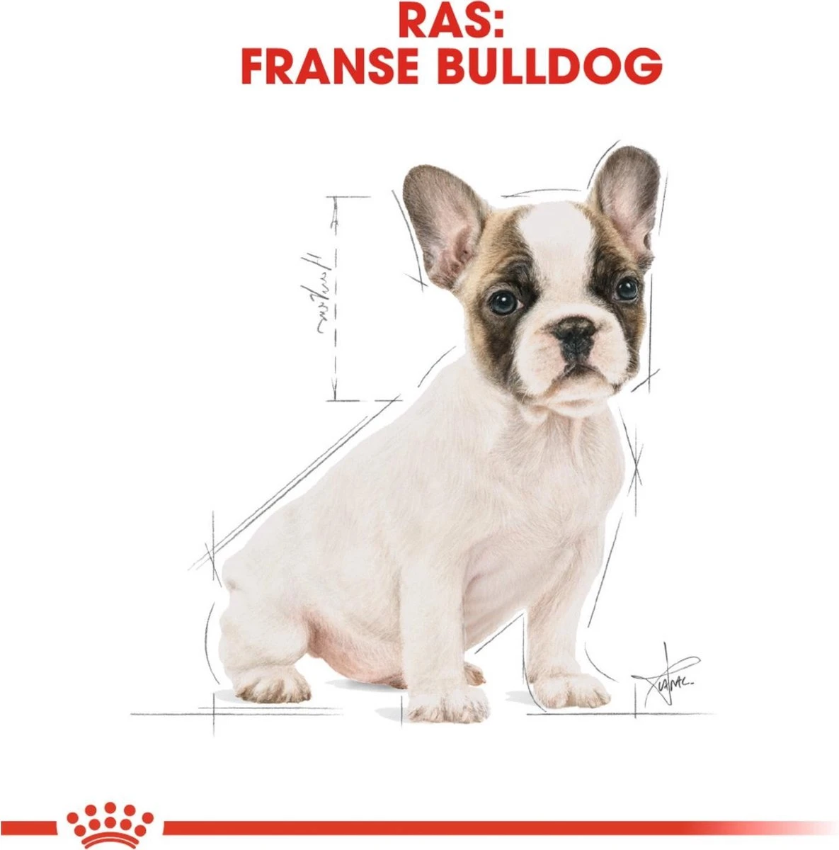 Royal Canin French Bulldog Junior 3 KG 9 Royal Canin French Bulldog Junior 3 KG - Afbeelding 7