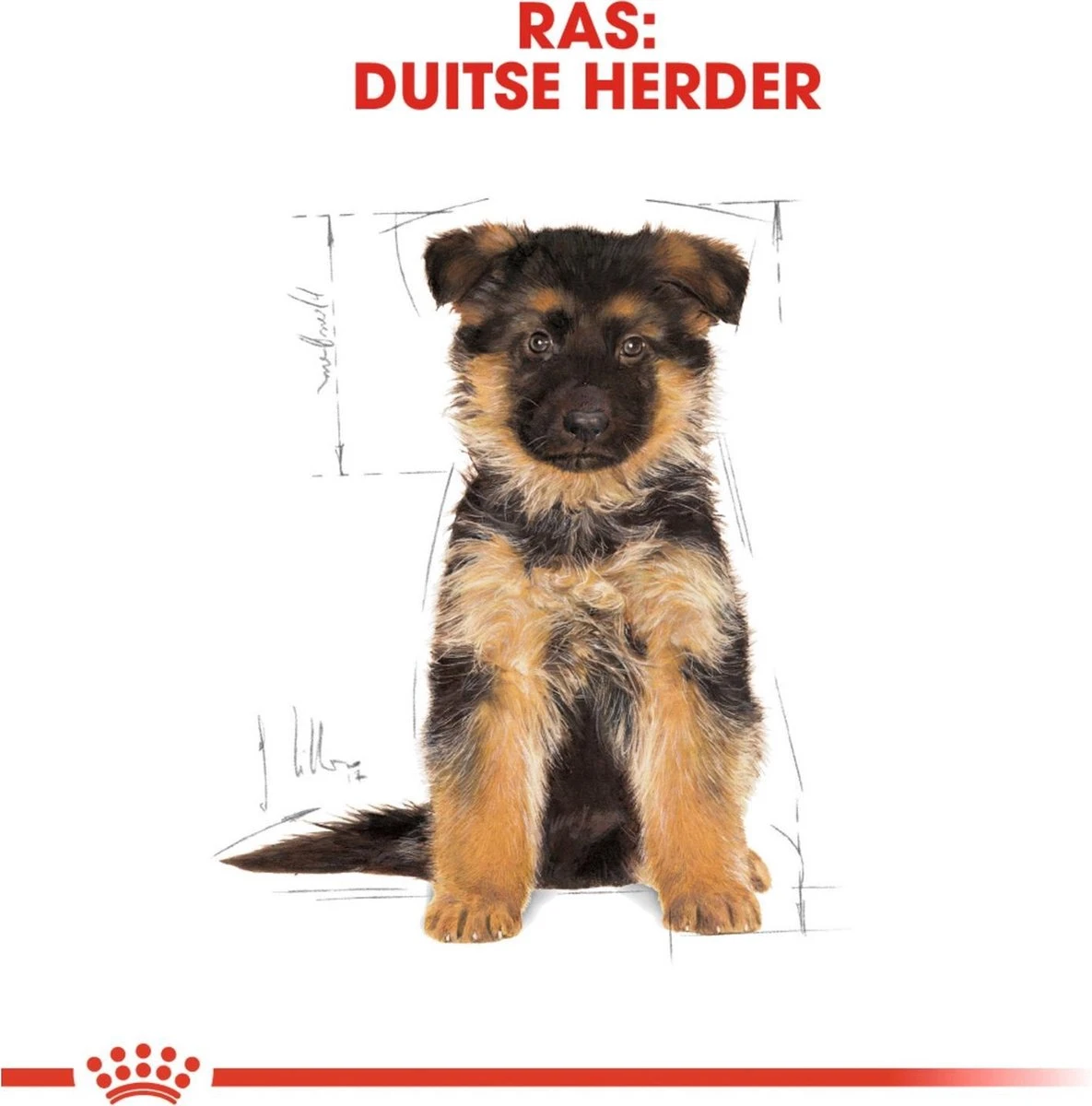 Royal Canin German Shepherd Puppy - Hondenvoer - 12 Kg 9 Royal Canin German Shepherd Puppy - Hondenvoer - 12 Kg - Afbeelding 7