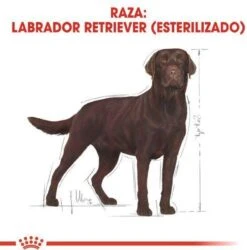 Royal Canin Labrador Retriever Sterilised 12 KG -Hondenartikelen Serie Winkel 1187x1200