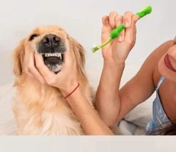 Merkloos Tandenborstel - Voor Huisdieren - Honden - 3 Zijdig - Multi-Hoek - Schoonmaken - Tanden - Slechte Adem - Tandsteen - Tandenborstel - Gezondheid - Blauw 11 Merkloos Tandenborstel - Voor Huisdieren - Honden - 3 Zijdig - Multi-Hoek - Schoonmaken - Tanden - Slechte Adem - Tandsteen - Tandenborstel - Gezondheid - Blauw -Hondenartikelen Serie Winkel 1200x1042 2