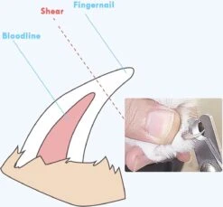 Merkloos Nagelschaar - Nagelschaartje - Nagelknipper - Geschikt Voor Hond Kat Konijn Cavia Vogel - Blauw Wit -Hondenartikelen Serie Winkel 1200x1114 14