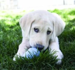 Kong Stuff 'N Snacks Puppy Hondensnack - Kip&Rijst - L -Hondenartikelen Serie Winkel 1200x1123 5