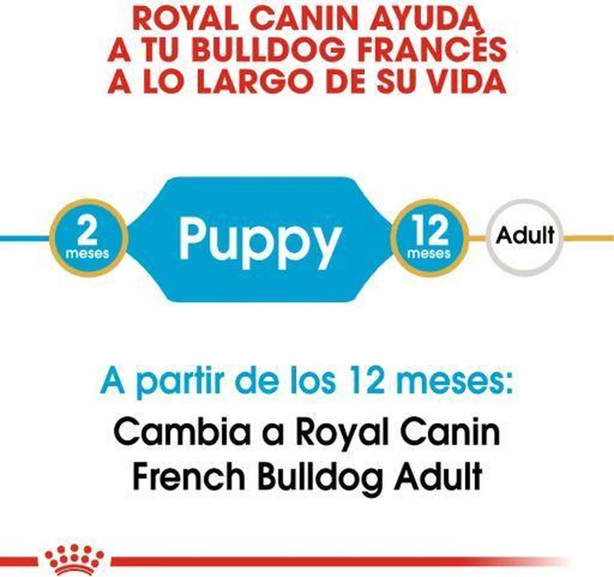 Royal Canin French Bulldog Junior 3 KG 6 Royal Canin French Bulldog Junior 3 KG - Afbeelding 4