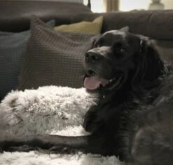 Quzi Hondenkussen Voor Bank - Fluffy Hondendeken - Bankbescherming Hond - 85x85cm - Afneembare Hoes -Hondenartikelen Serie Winkel 1200x1140 7