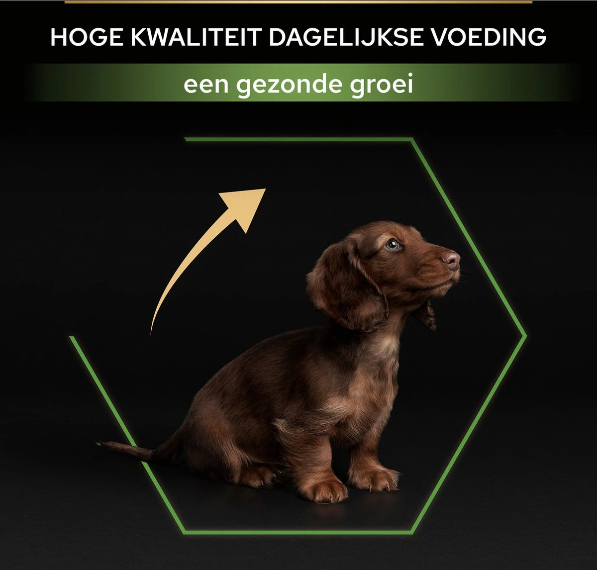 Pro Plan Healthy Start Puppy Small & Mini - Honden Droogvoer - Kip - 3 Kg 15 Pro Plan Healthy Start Puppy Small & Mini - Honden Droogvoer - Kip - 3 Kg - Afbeelding 13