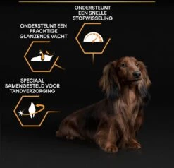 Pro Plan Everyday Nutrition Adult Small & Mini - Honden Droogvoer - Kip - 3 Kg -Hondenartikelen Serie Winkel 1200x1155 1