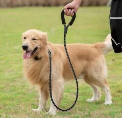 Comfortabele Hondenriem Met Gevoerd Handvat – Stevige Nylon Hondenlijn – Riem Voor Honden 16 Comfortabele Hondenriem Met Gevoerd Handvat – Stevige Nylon Hondenlijn – Riem Voor Honden -Hondenartikelen Serie Winkel 1200x1159 49