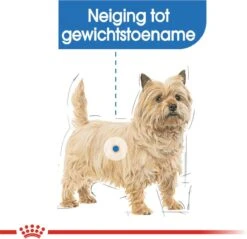 Royal Canin Mini Light 8 KG -Hondenartikelen Serie Winkel 1200x1161
