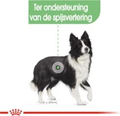 Royal Canin Digestive Care Medium - Hondenvoer - 12 Kg 16 Royal Canin Digestive Care Medium - Hondenvoer - 12 Kg -Hondenartikelen Serie Winkel 1200x1162 12