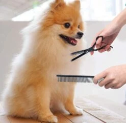 Petsify - Professionele 8-delige Huisdier Knipset - Effileerschaar Hond - Kam Hond - Schaar Hond - Katten Kam - Hondenschaar - Trimschaar Voor Honden - Kapperset - Zwart -Hondenartikelen Serie Winkel 1200x1166 10