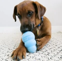 Kong Puppy - Kauwbot Hondenspeelgoed Small - Kauwbot - 85mm X 42mm - Groen/Wit -Hondenartikelen Serie Winkel 1200x1167 50