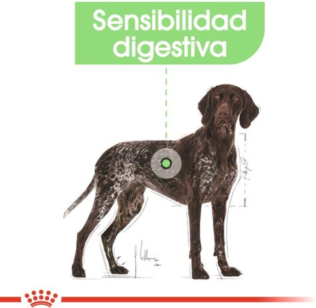 Royal Canin Digestive Care Maxi - Hondenvoer - 12 Kg 8 Royal Canin Digestive Care Maxi - Hondenvoer - 12 Kg - Afbeelding 6