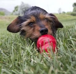 Kong Kauwbot - Hondenspeelgoed - Rood - L -Hondenartikelen Serie Winkel 1200x1171 14