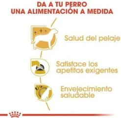 Royal Canin Yorkshire Terrier Adult - Hondenvoer - 3 Kg -Hondenartikelen Serie Winkel 1200x1171