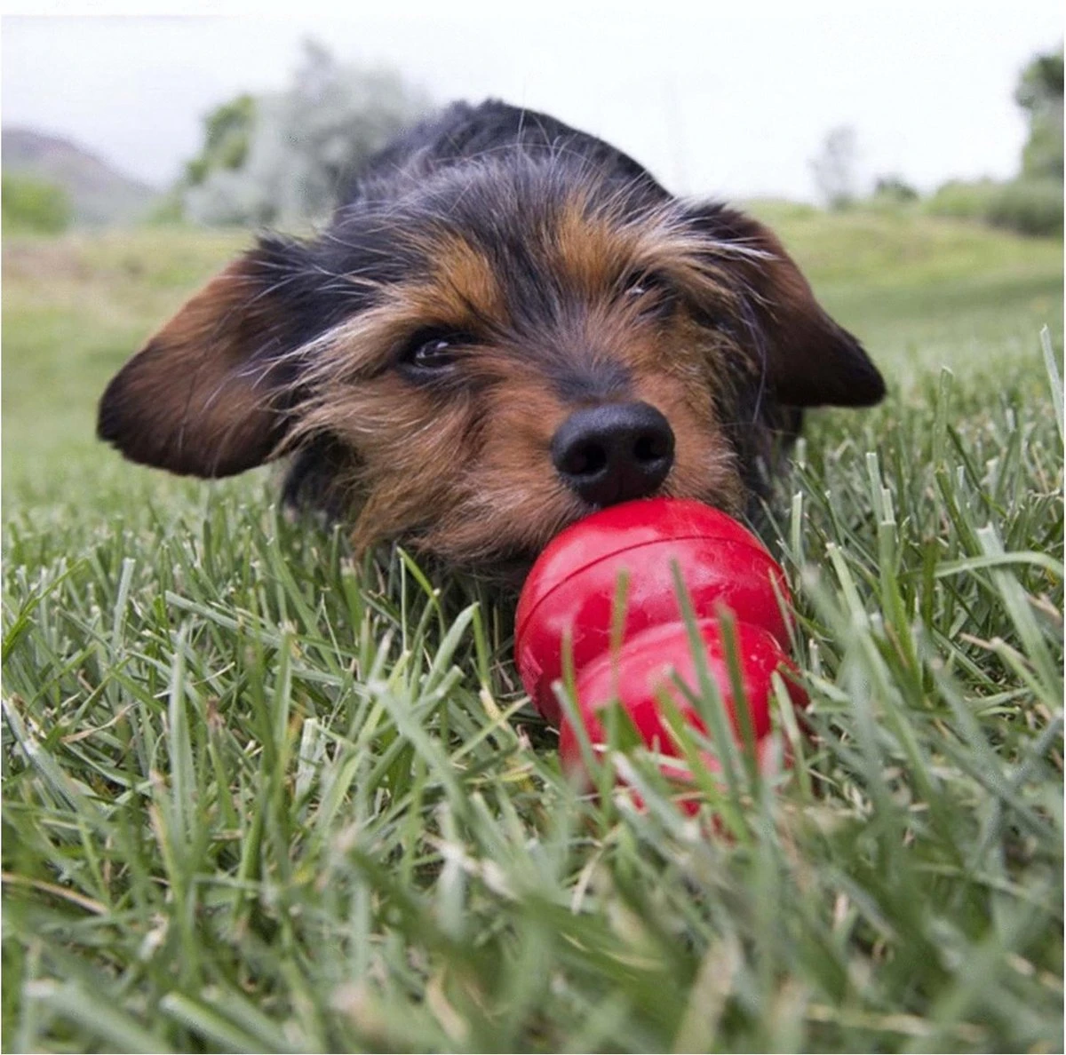 Kong Easy Treat Spuitbus Pindakaas 227 Gr 5 Kong Easy Treat Spuitbus Pindakaas 227 Gr - Afbeelding 3