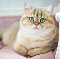 Lord Lou - George Roze Velvet S - Luxe Hondenmand - Luxe Kattenmand - 49x40x31 -Hondenartikelen Serie Winkel 1200x1197 10