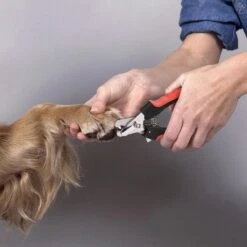 Merkloos Professionele Nagelschaar - Dieren Nagelschaar - Rood & Zwart - Honden Nagelknipper - Hondennagels - Honden Knip Schaar - Honden Knipsch 13 Merkloos Professionele Nagelschaar - Dieren Nagelschaar - Rood & Zwart - Honden Nagelknipper - Hondennagels - Honden Knip Schaar - Honden Knipsch -Hondenartikelen Serie Winkel 1200x1198 26
