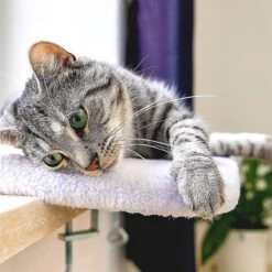 Pfotenolymp® Premium Window Baars/Krabmat Voor Katten Bij Het Raam - Vensterbank/Kattenbank Voor De Vensterbank - Zit/Ligstoel Voor Katten -Hondenartikelen Serie Winkel 1200x1199 20