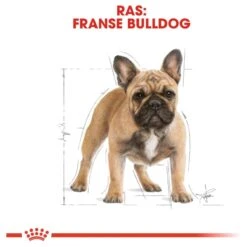 Royal Canin French Bulldog Adult 9 KG 22 Royal Canin French Bulldog Adult 9 KG -Hondenartikelen Serie Winkel 1200x1200 106