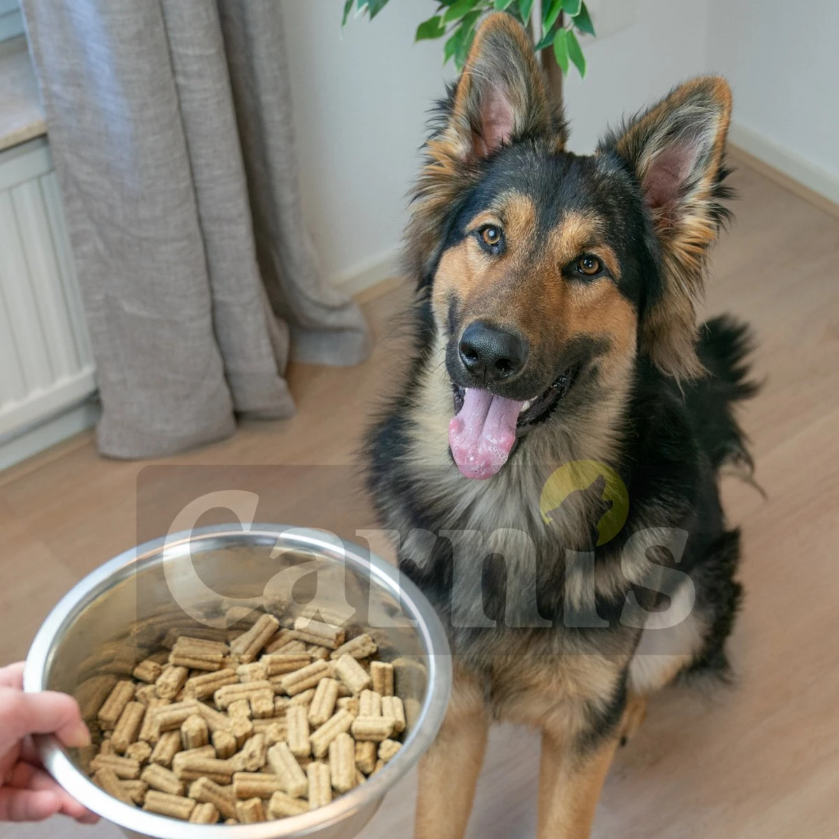 Carnis Salmon Regular Geperst Hondenvoer 12,5 Kg - Hond 4 Carnis Salmon Regular Geperst Hondenvoer 12,5 Kg - Hond - Afbeelding 2