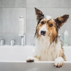 Greenfields Vacht Verzorging Set Voor Honden Shampoo, Conditioner & Droogshampoo -Hondenartikelen Serie Winkel 1200x1200 1088
