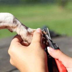 Merkloos Nagelschaar - Nagelschaartje - Nagelknipper - Geschikt Voor Hond Kat Konijn Cavia Vogel - 12 CM -Hondenartikelen Serie Winkel 1200x1200 1384
