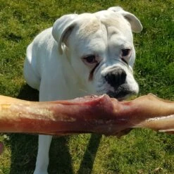 Topdiervoeding Runderkophuid Hondensnacks - Vers Gedroogd - 30cm - 1000 Gram 9 Topdiervoeding Runderkophuid Hondensnacks - Vers Gedroogd - 30cm - 1000 Gram -Hondenartikelen Serie Winkel 1200x1200 139