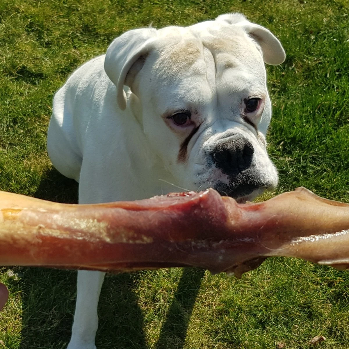 Topdiervoeding Runderkophuid Hondensnacks - Vers Gedroogd - 30cm - 1000 Gram 5 Topdiervoeding Runderkophuid Hondensnacks - Vers Gedroogd - 30cm - 1000 Gram - Afbeelding 3