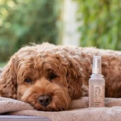 Hondenparfum Spray In 4 Geuren - Greenfields - Alchoholvrije En PH Neutrale Formule Tegen Onaangename Geurtjes - 50ml - Exotic -Hondenartikelen Serie Winkel 1200x1200 1391