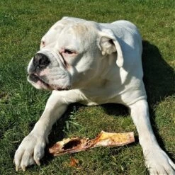 Topdiervoeding Runderkophuid Hondensnacks - Vers Gedroogd - 30cm - 1000 Gram 10 Topdiervoeding Runderkophuid Hondensnacks - Vers Gedroogd - 30cm - 1000 Gram -Hondenartikelen Serie Winkel 1200x1200 140