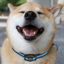 Premium Anti Blafband Apparaat Om Je Hond Snel En Effectief Te Laten Stoppen Met Blaffen - Diervriendelijke Opvoedingshalsband Zonder Schok - Trainingshalsband Voor Grote En Kleine Honden - Anti Blaf Apparaat - Correctie Halsband -Hondenartikelen Serie Winkel 1200x1200 1529