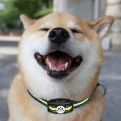 Premium Anti Blafband - Diervriendelijke Opvoedingshalsband Zonder Schok - Trainingshalsband Voor Grote En Kleine Honden - Anti Blaf Band - Correctie Halsband 19 Premium Anti Blafband - Diervriendelijke Opvoedingshalsband Zonder Schok - Trainingshalsband Voor Grote En Kleine Honden - Anti Blaf Band - Correctie Halsband -Hondenartikelen Serie Winkel 1200x1200 1769