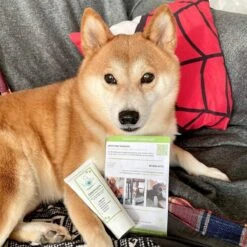 TraumaPet Tandpasta Met Colloïdaal Zilver Voor Dieren | Met Vleessmaak | Bij Stinkende Adem | Tandplak | Geïrriteerd Tandvlees | Tandsteen 6 TraumaPet Tandpasta Met Colloïdaal Zilver Voor Dieren | Met Vleessmaak | Bij Stinkende Adem | Tandplak | Geïrriteerd Tandvlees | Tandsteen -Hondenartikelen Serie Winkel 1200x1200 1818