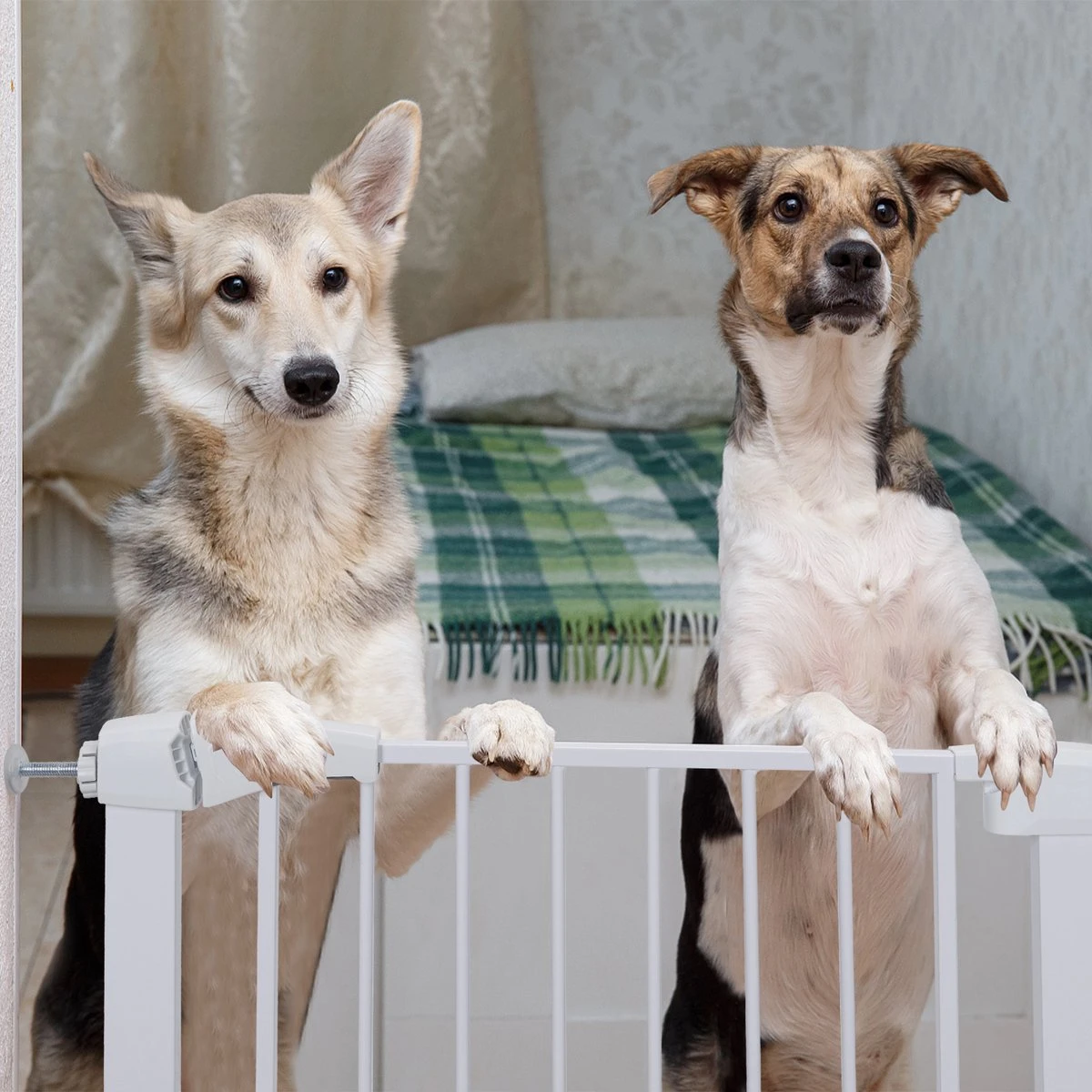 Nobleza 47B4V - Hondenhek - Metaal - H76 X L75-82 Cm - Wit 8 Nobleza 47B4V - Hondenhek - Metaal - H76 X L75-82 Cm - Wit - Afbeelding 6