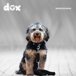DDOXX Hondenriem Air Mesh, 3-voudig Verstelbaar, 2m | Voor Kleine & Grote Honden | Dubbele Riem Twee Honden Kat Puppy | Tug Leash Large | Lead Leash Small | Walking Leash Puppy Leash | Zwart, M -Hondenartikelen Serie Winkel 1200x1200 2011