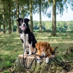 Rebel Petz - Dubbele Verstelbare Hondenriem Voor Twee Honden - Met Draaibare Sluiting En Zacht Handvat - Small En Large - Large (140 Cm Lang, Ø 12 Mm) -Hondenartikelen Serie Winkel 1200x1200 2043