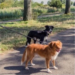 Rebel Petz - Dubbele Verstelbare Hondenriem Voor Twee Honden - Met Draaibare Sluiting En Zacht Handvat - Small En Large - Large (140 Cm Lang, Ø 12 Mm) -Hondenartikelen Serie Winkel 1200x1200 2045