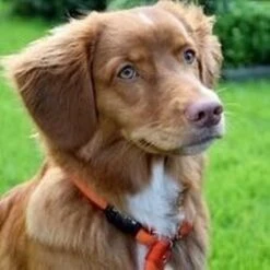 Rebel Petz - Honden Trainingslijn Met Halsband - Taupe, Zwart, Groen & Oranje - Maat Small Of Large - Kleur: Oranje, Maat: Large -Hondenartikelen Serie Winkel 1200x1200 2080